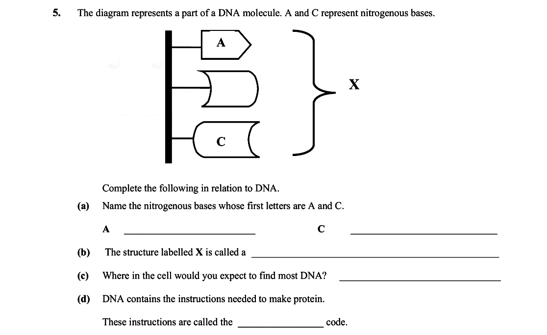 The-diagram-represents-a-part-of-a-DNA-molecule-Leaving Cert Biology-Question 5-2008.png