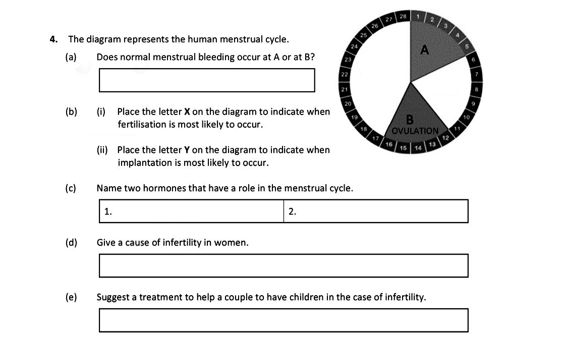 The-diagram-represents-the-human-menstrual-cycle-Leaving Cert Biology-Question 4-2019.png