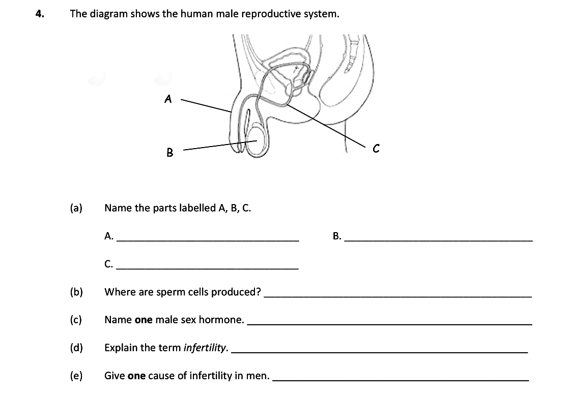 The-diagram-shows-the-human-male-reproductive-system-Leaving Cert Biology-Question 4-2018.png