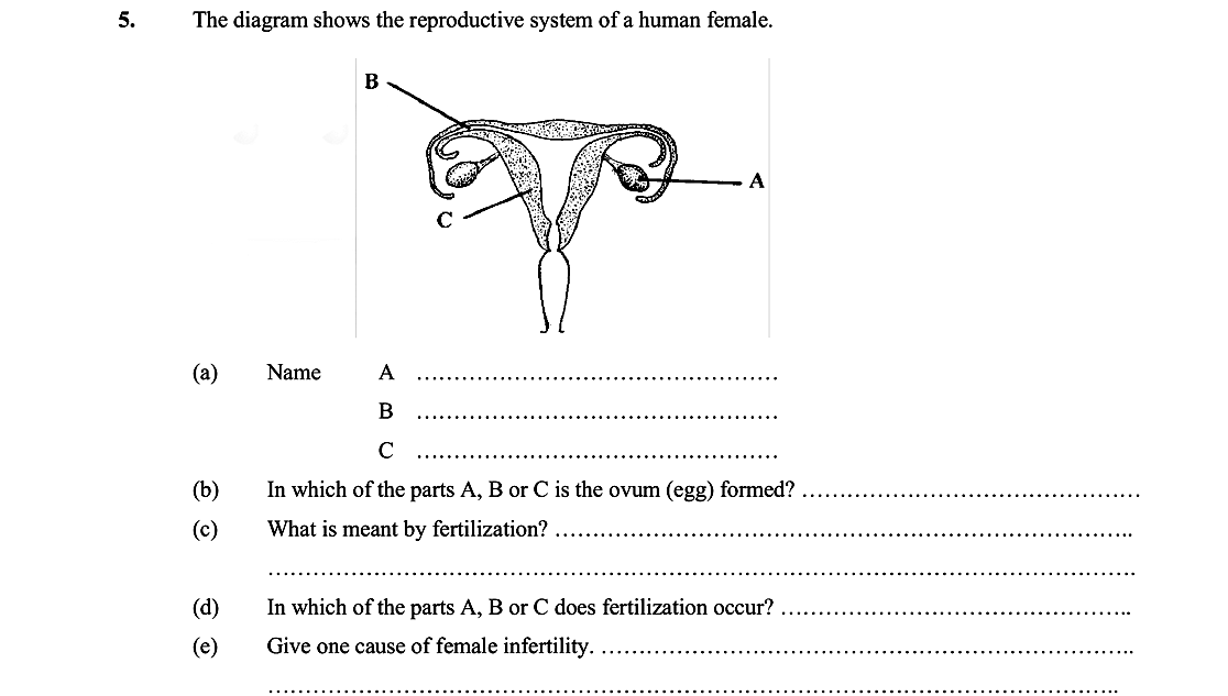 The-diagram-shows-the-reproductive-system-of-a-human-female-Leaving Cert Biology-Question 5-2006.png
