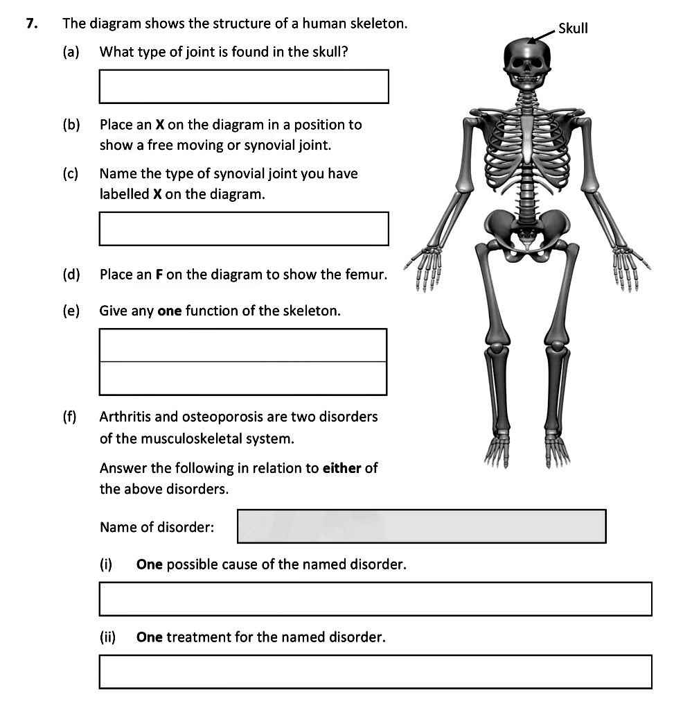 The-diagram-shows-the-structure-of-a-human-skeleton-Leaving Cert Biology-Question 7-2021.png
