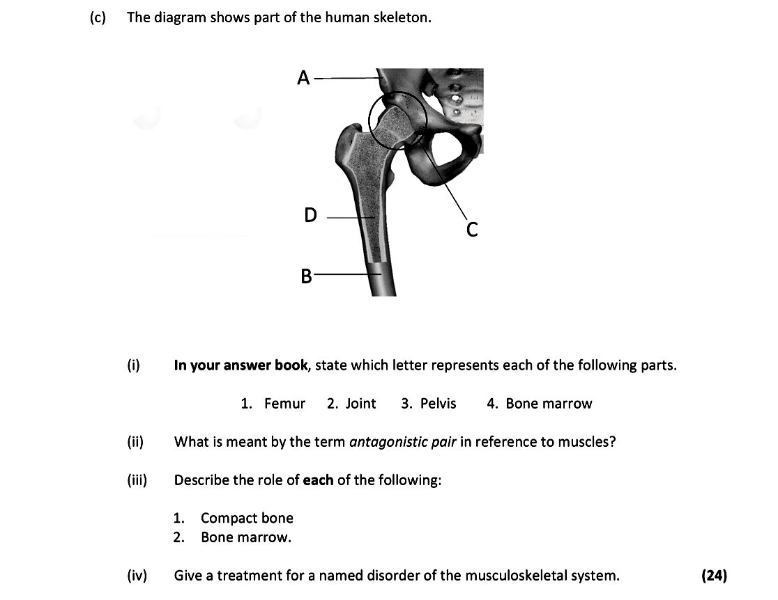 The-diagram-shows-part-of-the-human-skeleton-Leaving Cert Biology-Question c-2019.png