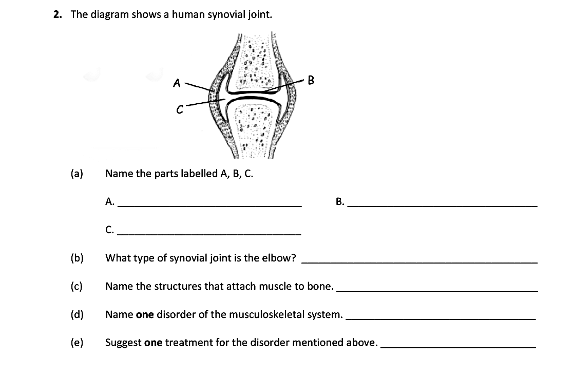 The-diagram-shows-a-human-synovial-joint-Leaving Cert Biology-Question 2-2018.png