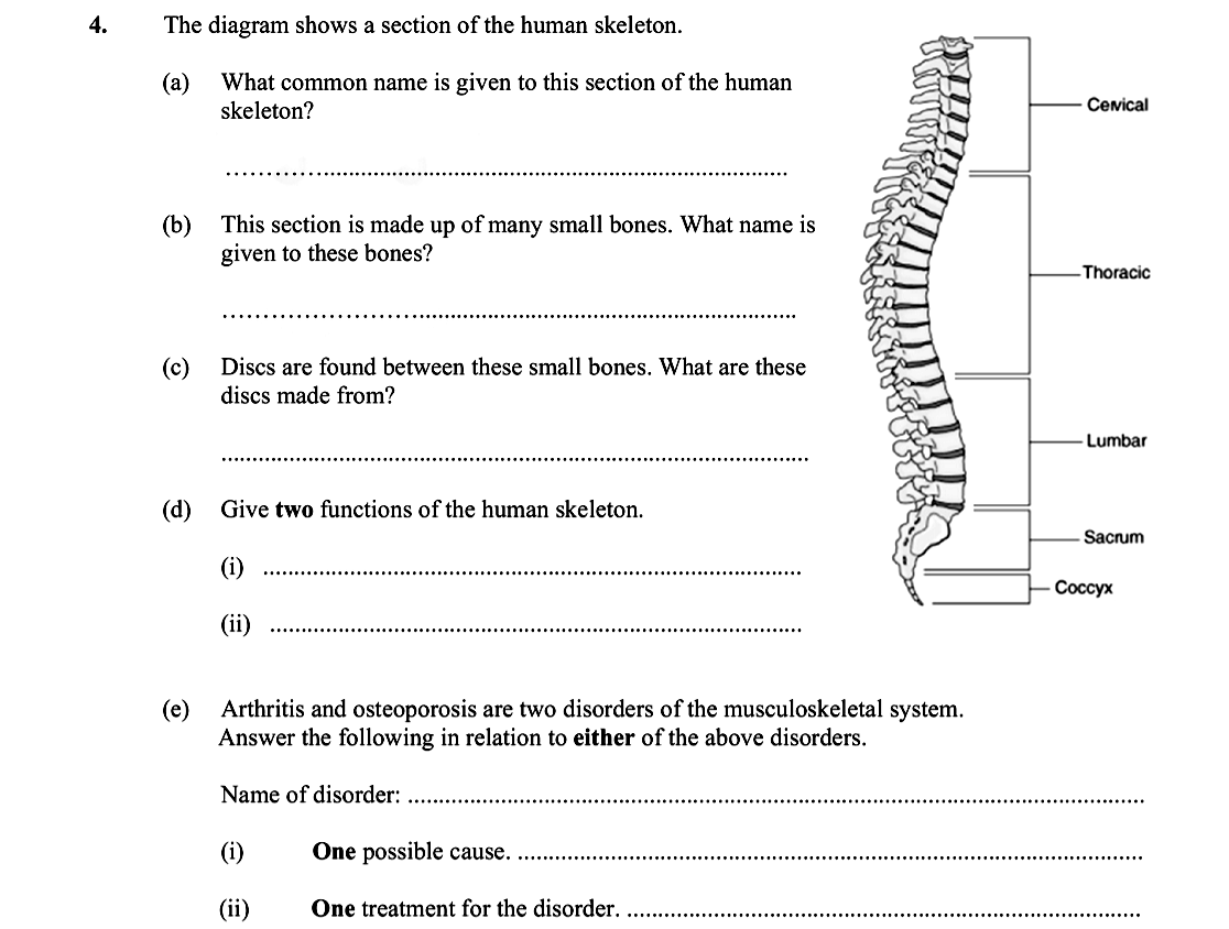 The-diagram-shows-a-section-of-the-human-skeleton-Leaving Cert Biology-Question 4-2016.png