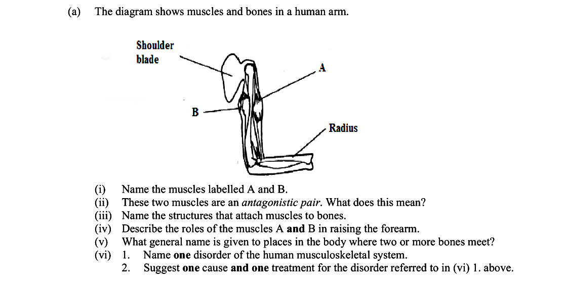 The-diagram-shows-muscles-and-bones-in-a-human-arm-Leaving Cert Biology-Question a-2014.png