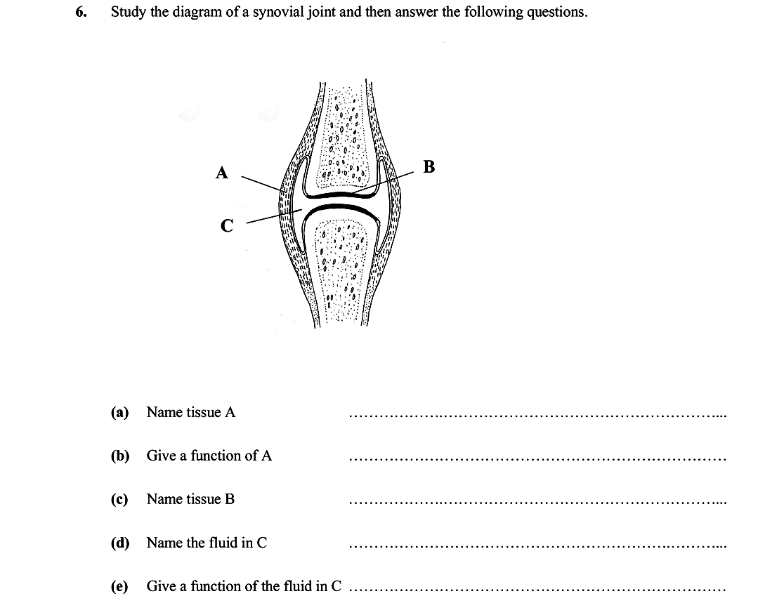 Study-the-diagram-of-a-synovial-joint-and-then-answer-the-following-questions-Leaving Cert Biology-Question 6-2007.png