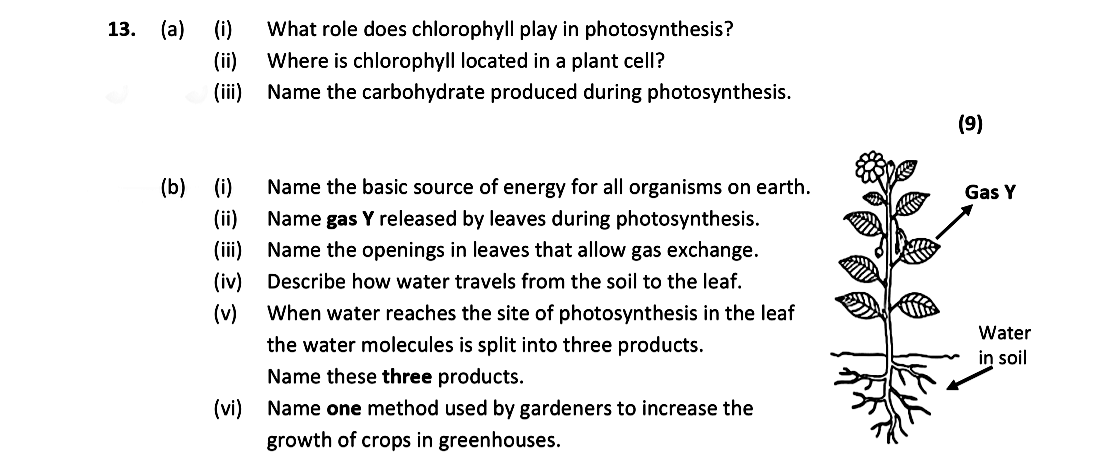 13.-(a)-(i)-What-role-does-chlorophyll-play-in-photosynthesis?-(ii)-Where-is-chlorophyll-located-in-a-plant-cell?-(iii)-Name-the-carbohydrate-produced-during-photosynthesis-Leaving Cert Biology-Question 13-2020.png