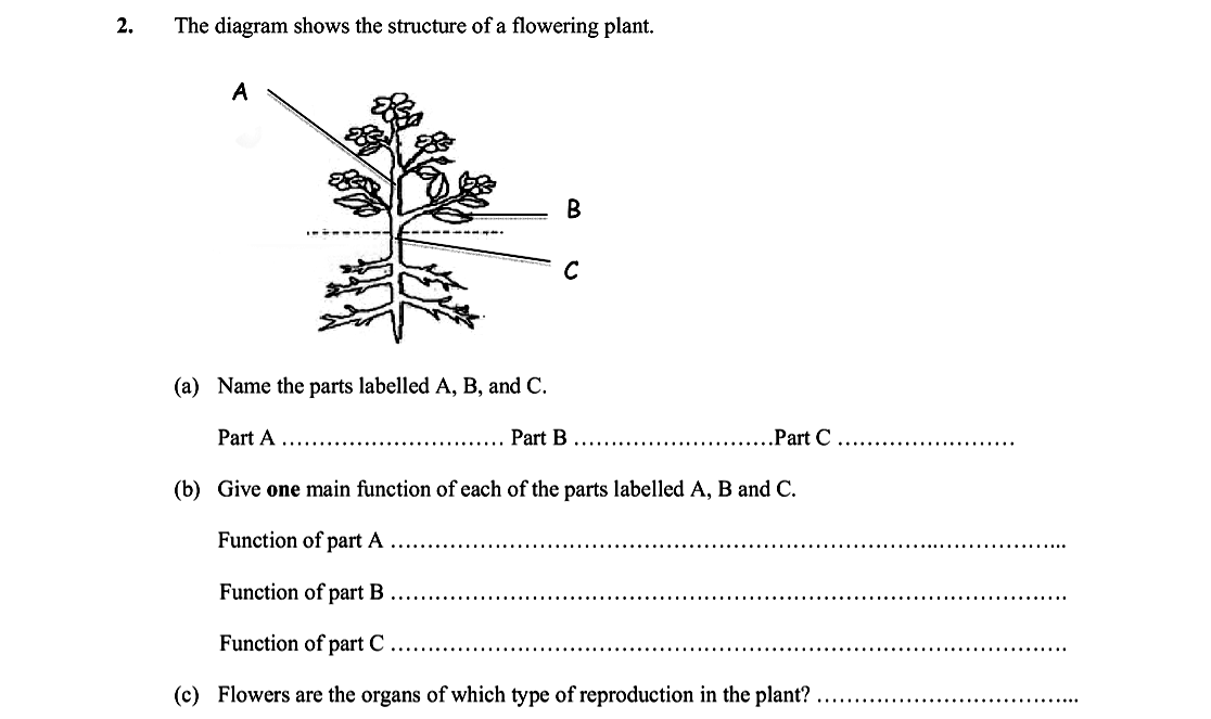 The-diagram-shows-the-structure-of-a-flowering-plant-Leaving Cert Biology-Question 2-2013.png