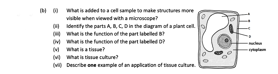 What-is-added-to-a-cell-sample-to-make-structures-more-visible-when-viewed-with-a-microscope?--Identify-the-parts-A,-B,-C,-D-in-the-diagram-of-a-plant-cell-Leaving Cert Biology-Question b-2020.png