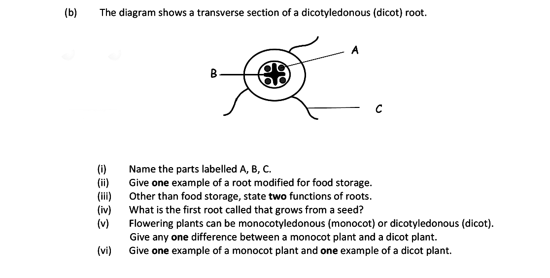 The-diagram-shows-a-transverse-section-of-a-dicotyledonous-(dicot)-root-Leaving Cert Biology-Question b-2018.png