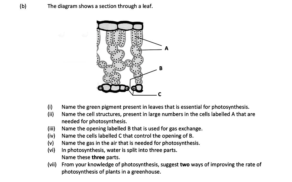 The-diagram-shows-a-section-through-a-leaf-Leaving Cert Biology-Question b-2017.png