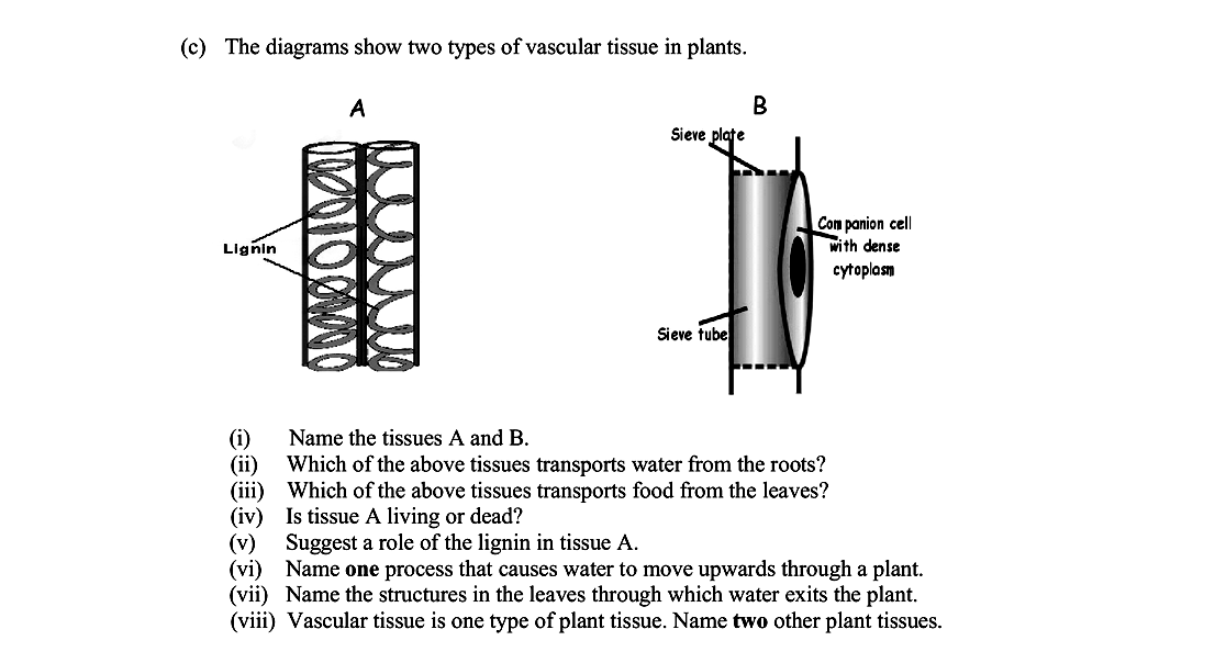The-diagrams-show-two-types-of-vascular-tissue-in-plants-Leaving Cert Biology-Question c-2013.png