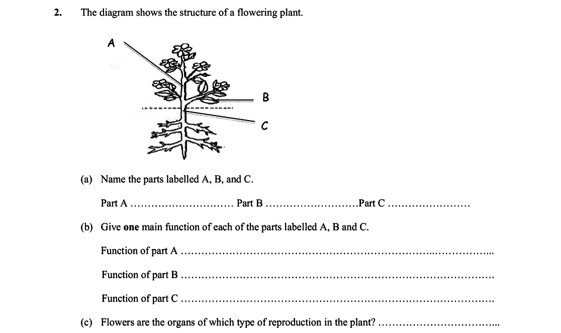 The-diagram-shows-the-structure-of-a-flowering-plant-Leaving Cert Biology-Question 2-2013.png