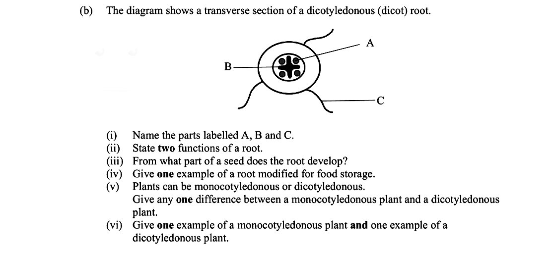 The-diagram-shows-a-transverse-section-of-a-dicotyledonous-(dicot)-root-Leaving Cert Biology-Question b-2018.png