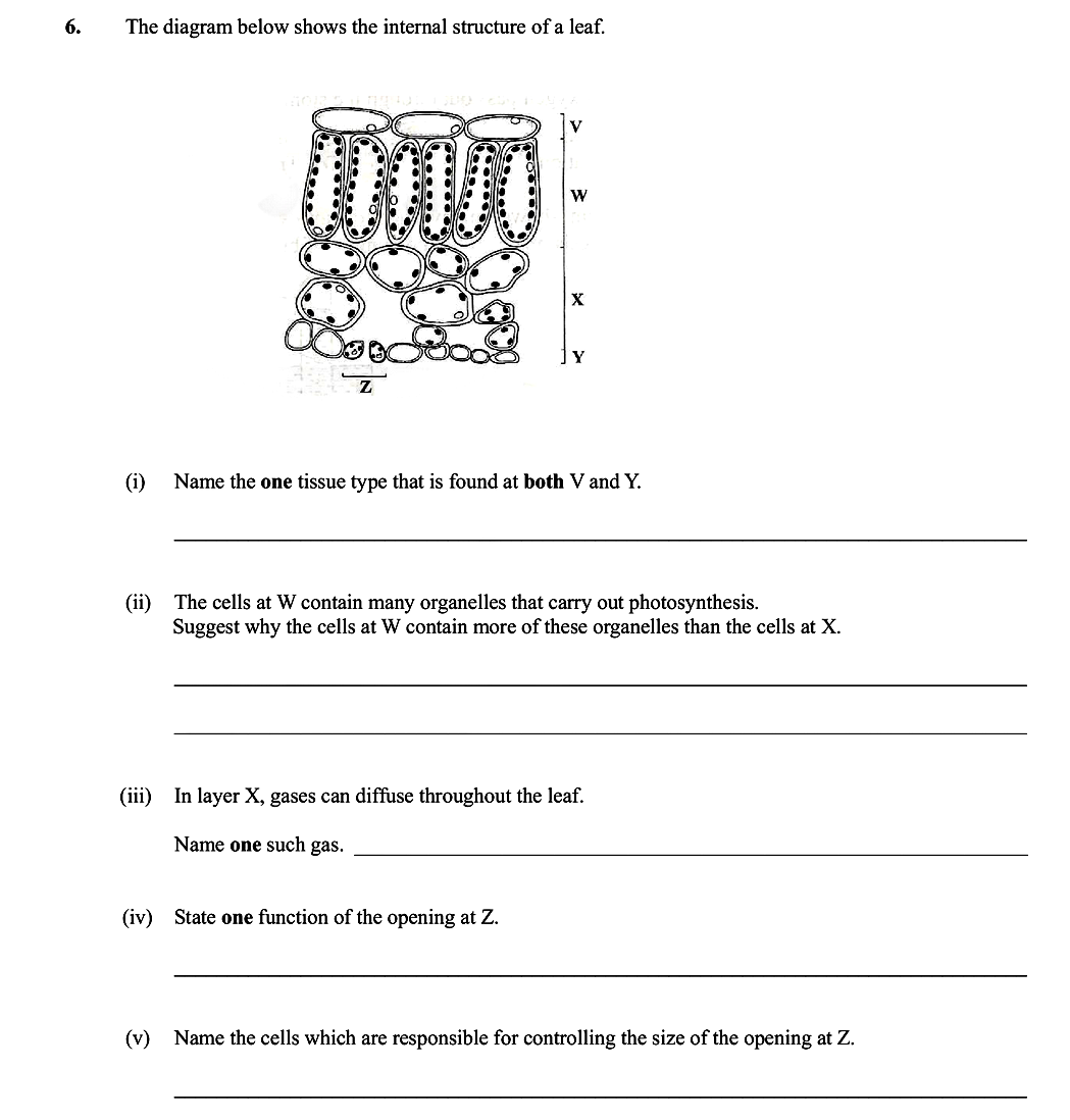 The-diagram-below-shows-the-internal-structure-of-a-leaf-Leaving Cert Biology-Question 6-2010.png
