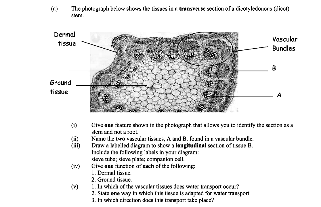 The-photograph-below-shows-the-tissues-in-a-transverse-section-of-a-dicotyledonous-(dicot)-stem-Leaving Cert Biology-Question a-2009.png
