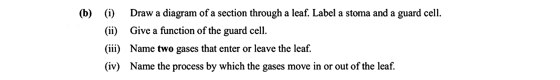 (i)-Draw-a-diagram-of-a-section-through-a-leaf-Leaving Cert Biology-Question b-2007.png