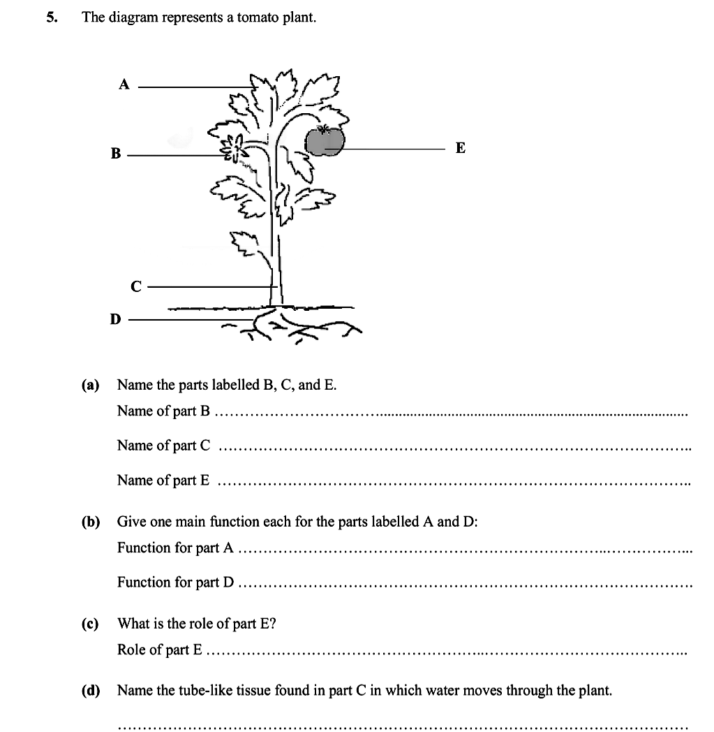 The-diagram-represents-a-tomato-plant-Leaving Cert Biology-Question 5-2007.png