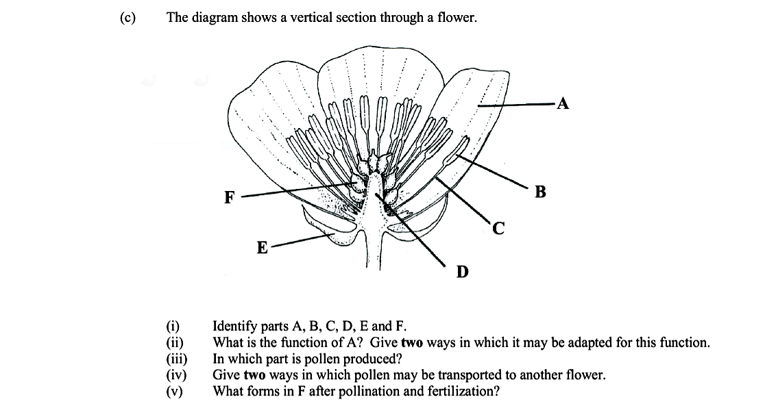 The-diagram-shows-a-vertical-section-through-a-flower-Leaving Cert Biology-Question 4(c)-2006.png
