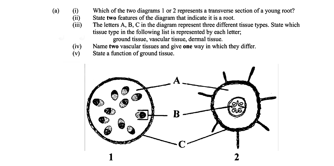 Which-of-the-two-diagrams-1-or-2-represents-a-transverse-section-of-a-young-root?-(ii)-State-two-features-of-the-diagram-that-indicate-it-is-a-root-Leaving Cert Biology-Question 15-2005.png