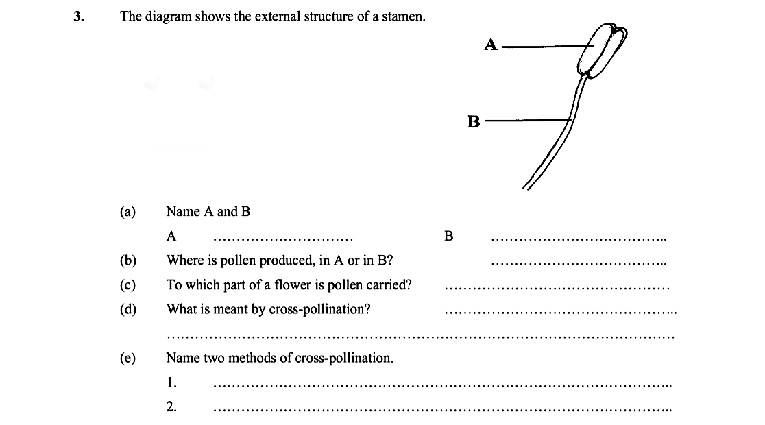 The-diagram-shows-the-external-structure-of-a-stamen-Leaving Cert Biology-Question 3-2005.png