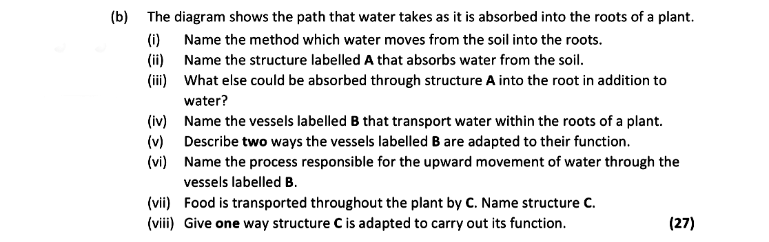 The-diagram-shows-the-path-that-water-takes-as-it-is-absorbed-into-the-roots-of-a-plant-Leaving Cert Biology-Question b-2021.png
