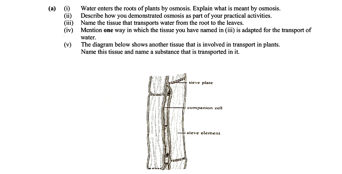 Water-enters-the-roots-of-plants-by-osmosis-Leaving Cert Biology-Question a-2008.png