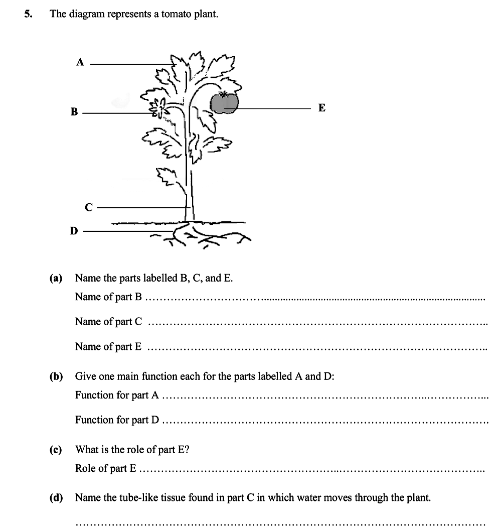 The-diagram-represents-a-tomato-plant-Leaving Cert Biology-Question 5-2007.png
