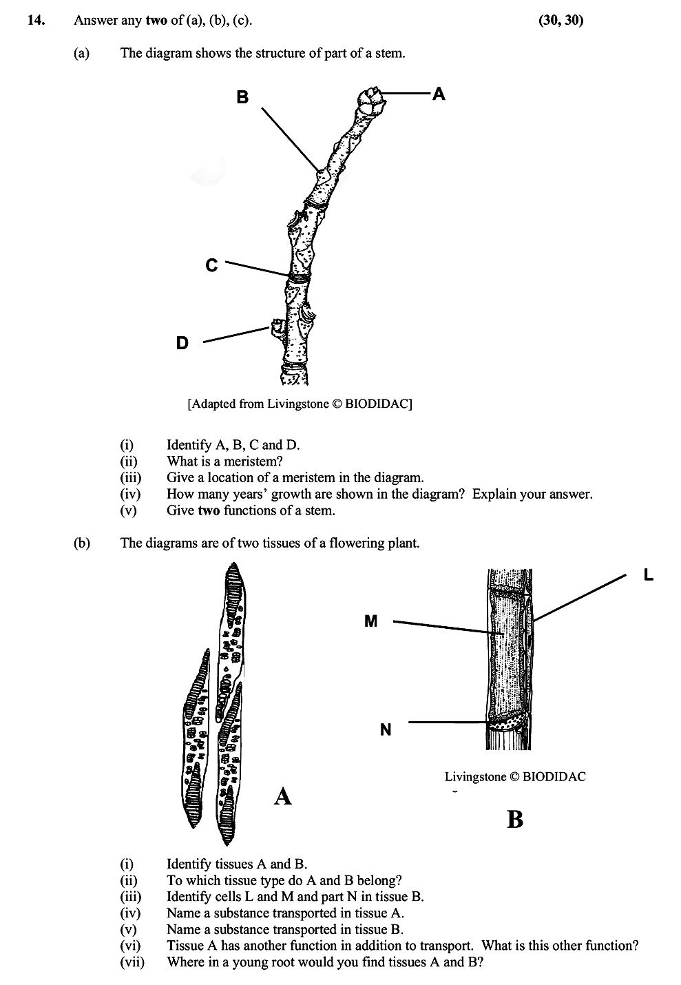 a)-The-diagram-shows-the-structure-of-part-of-a-stem-Leaving Cert Biology-Question 14-2006.png