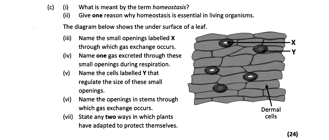c)-(i)-What-is-meant-by-the-term-homeostasis?-(ii)-Give-one-reason-why-homeostasis-is-essential-in-living-organisms-Leaving Cert Biology-Question c-2021.png