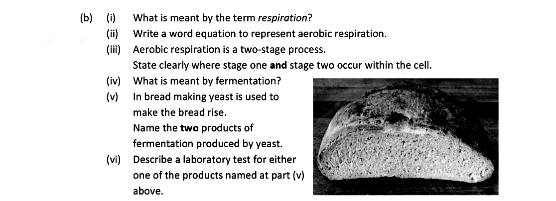 What-is-meant-by-the-term-respiration?--Write-a-word-equation-to-represent-aerobic-respiration-Leaving Cert Biology-Question b-2021.png