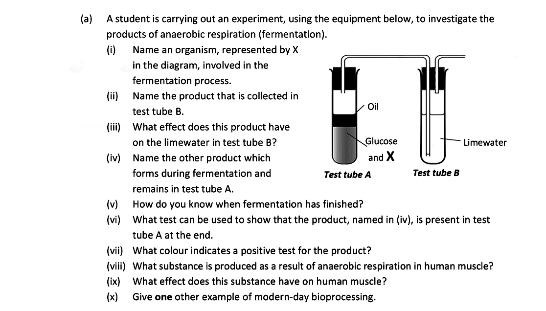 A-student-is-carrying-out-an-experiment,-using-the-equipment-below,-to-investigate-the-products-of-anaerobic-respiration-(fermentation)-Leaving Cert Biology-Question 14(a)-2020.png