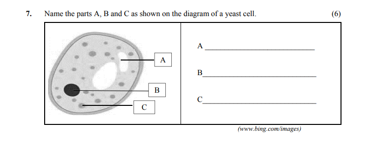 Name-the-parts-A,-B-and-C-as-shown-on-the-diagram-of-a-yeast-cell-Leaving Cert Home Economics-Question 7-2016.png