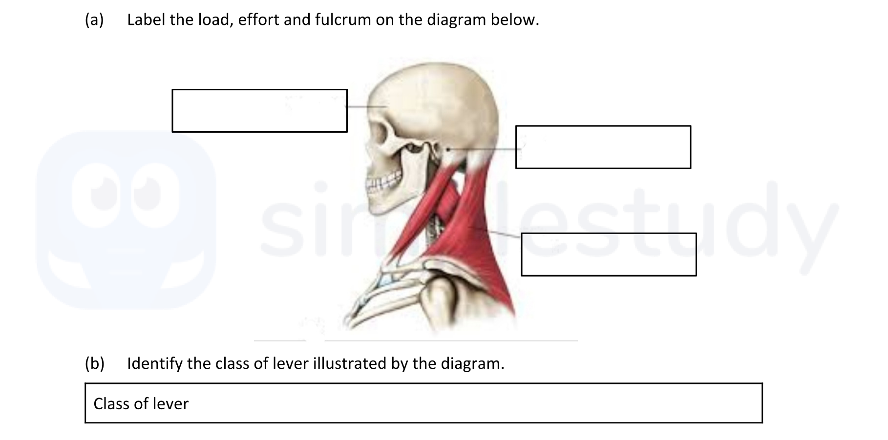 Label-the-load,-effort-and-fulcrum-on-the-diagram-below-Leaving Cert Physical Education-Question Question 1-2020.png