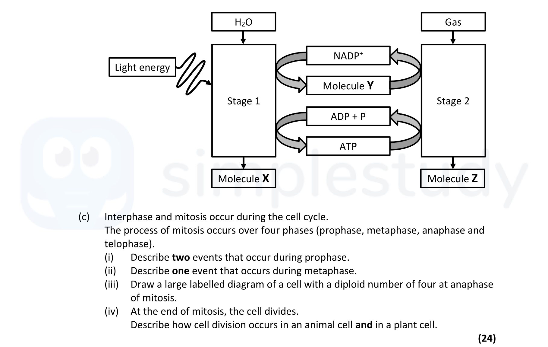 Interphase-and-mitosis-occur-during-the-cell-cycle-Leaving Cert Biology-Question 14(c)-2022.png