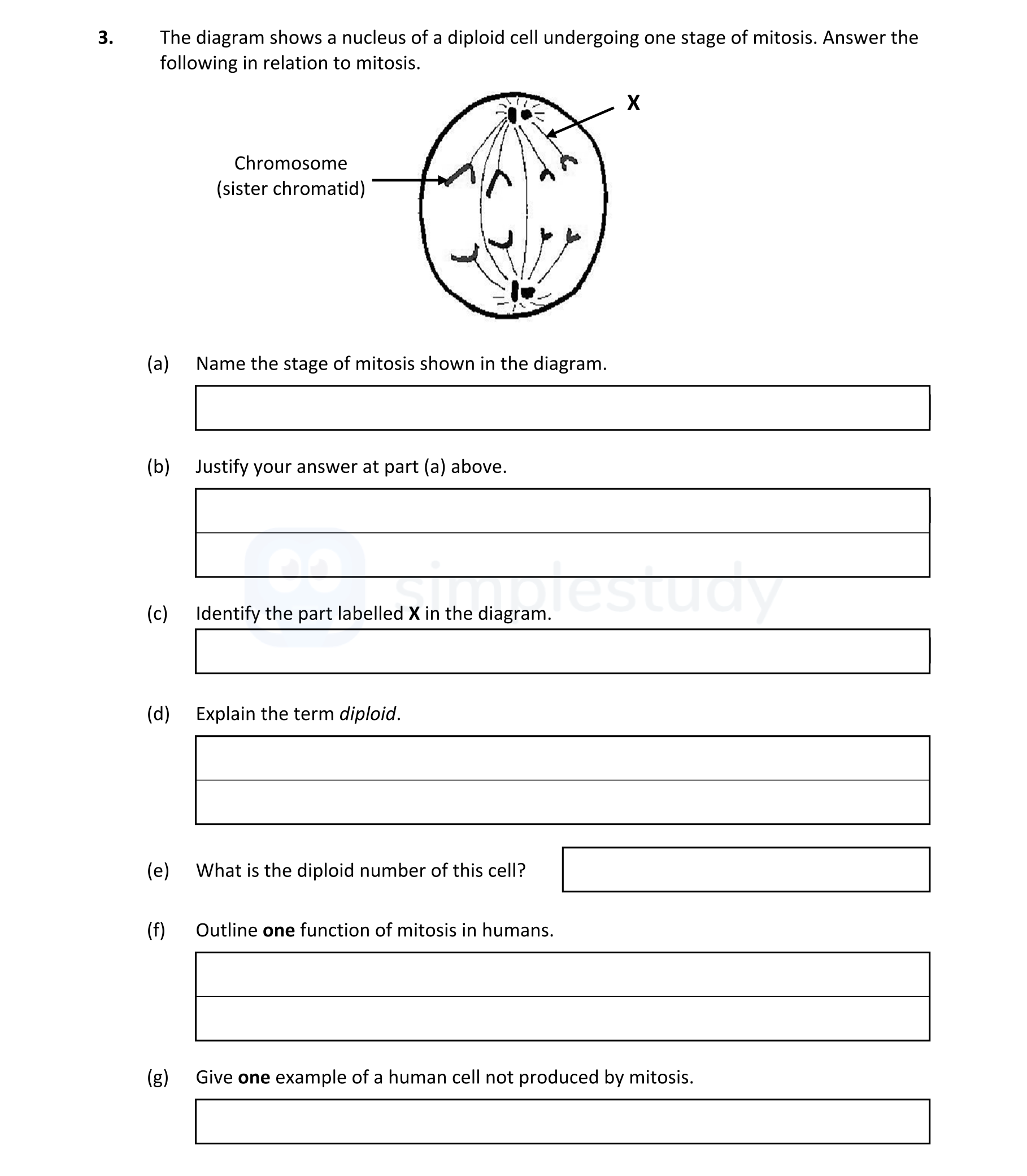 The-diagram-shows-a-nucleus-of-a-diploid-cell-undergoing-one-stage-of-mitosis-Leaving Cert Biology-Question 3-2021.png