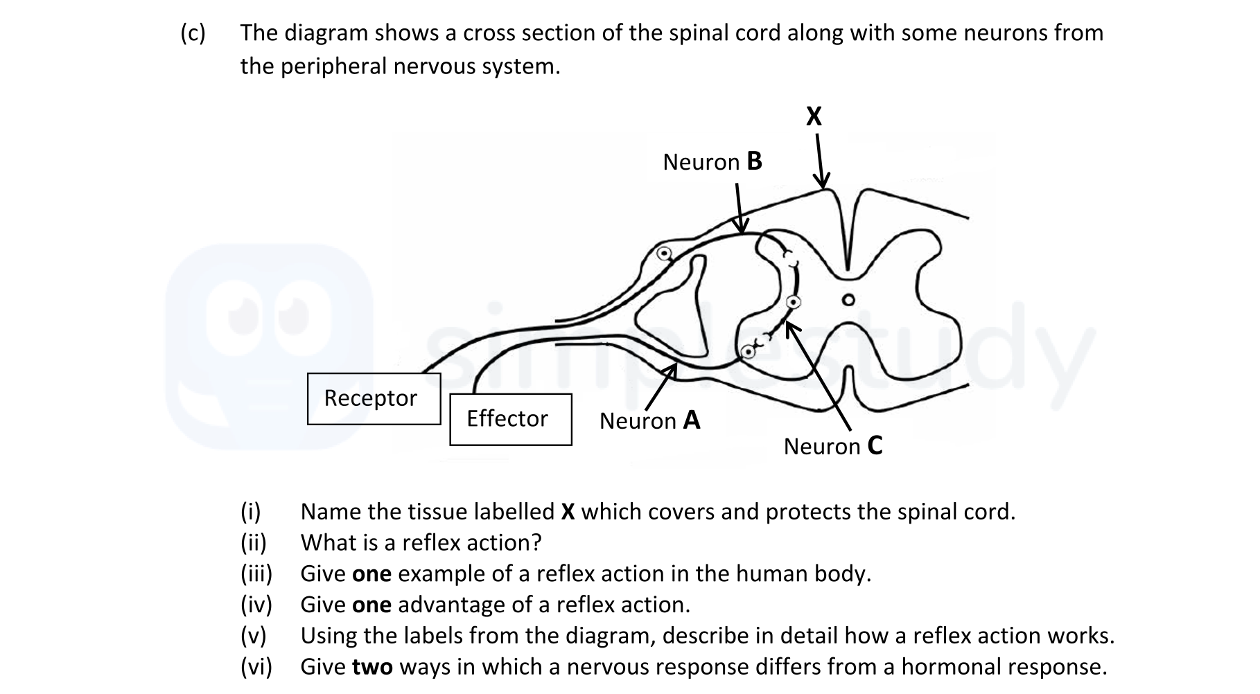 The-diagram-shows-a-cross-section-of-the-spinal-cord-along-with-some-neurons-from-the-peripheral-nervous-system-Leaving Cert Biology-Question c-2021.png