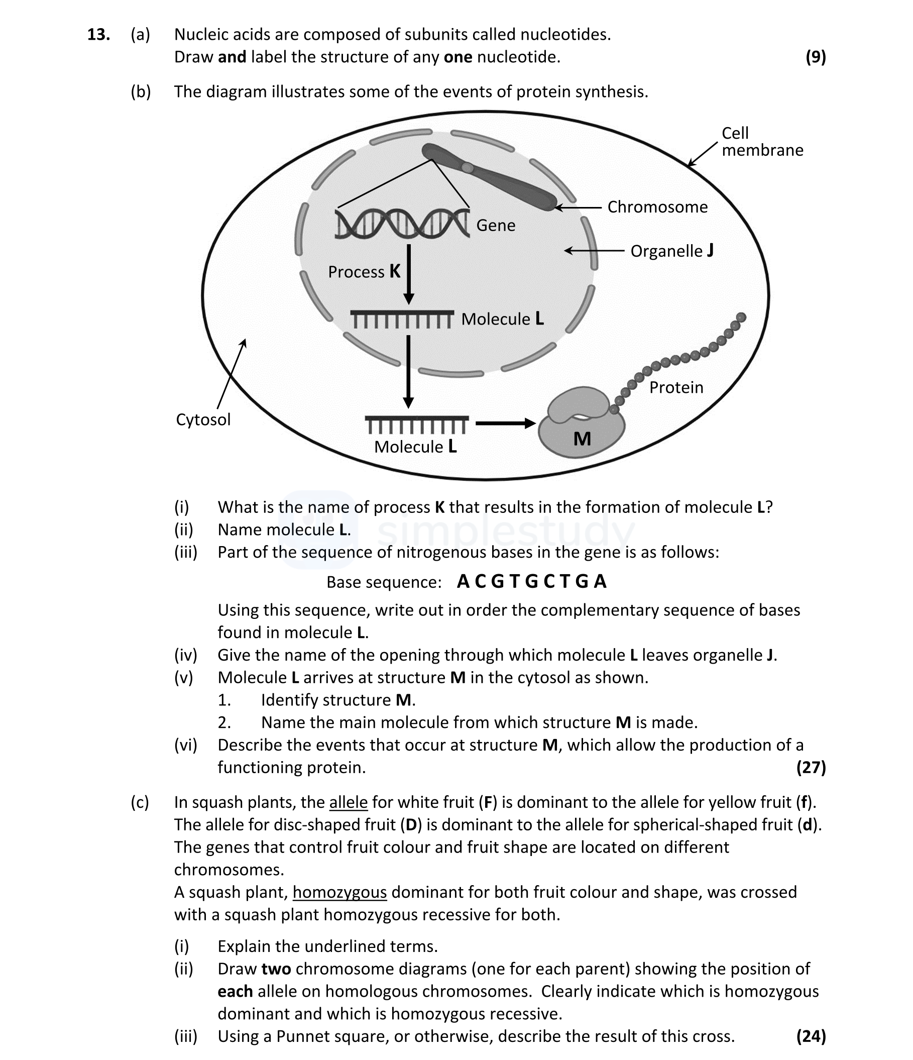 Nucleic-acids-are-composed-of-subunits-called-nucleotides-Leaving Cert Biology-Question 13-2022.png
