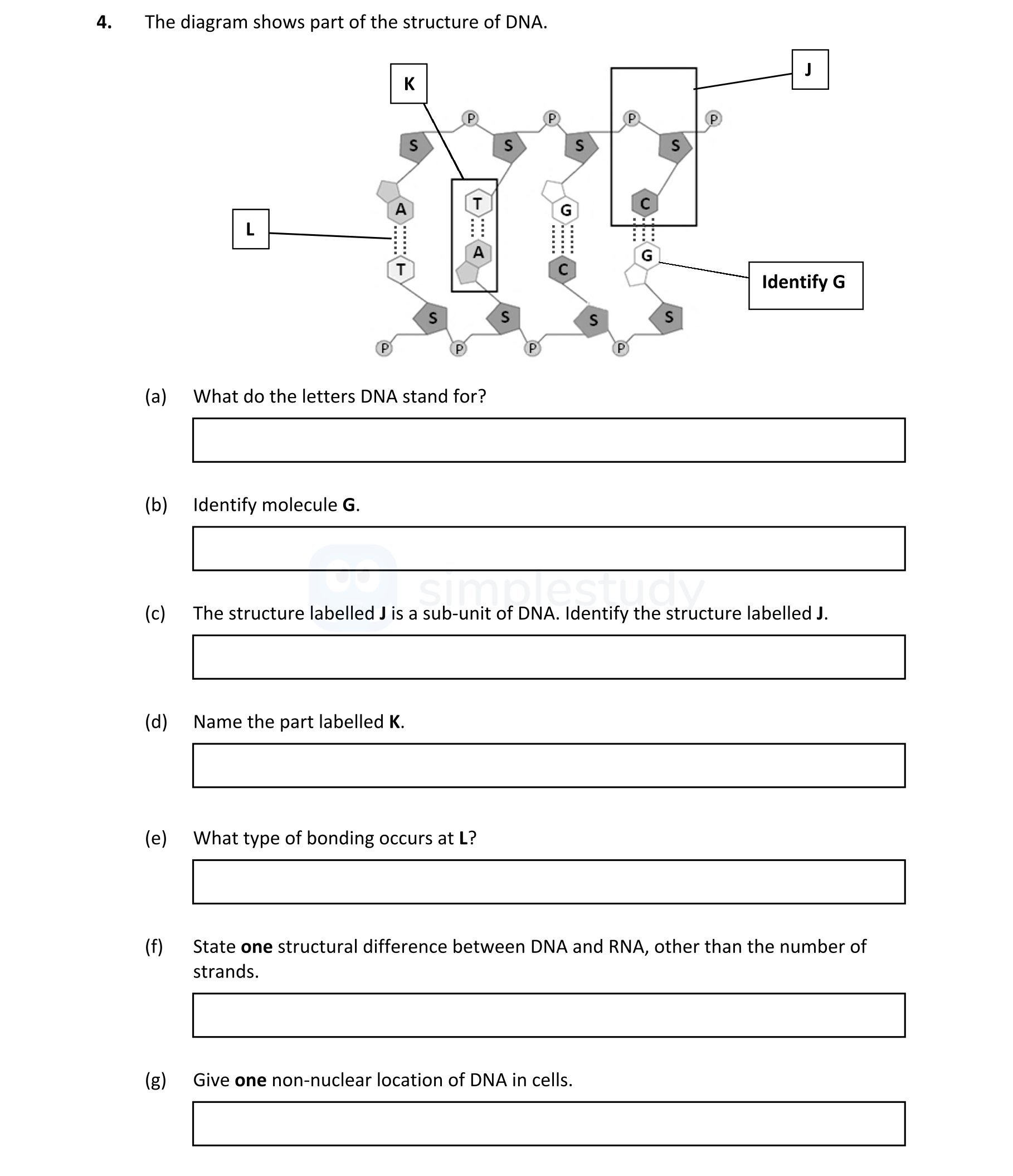 The-diagram-shows-part-of-the-structure-of-DNA-Leaving Cert Biology-Question 4-2020.png
