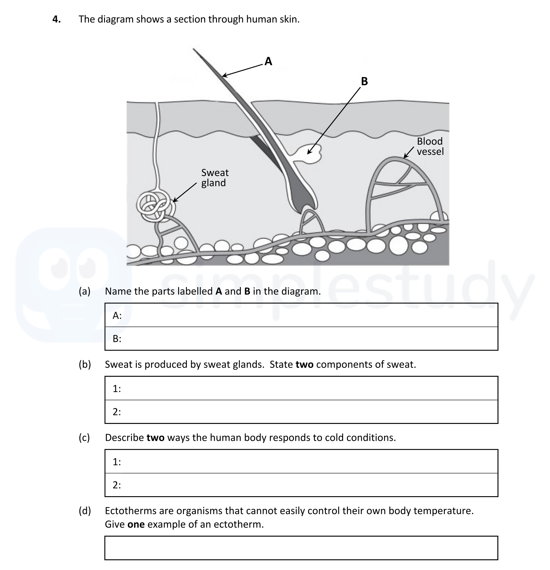 The-diagram-shows-a-section-through-human-skin-Leaving Cert Biology-Question 4-2022.png