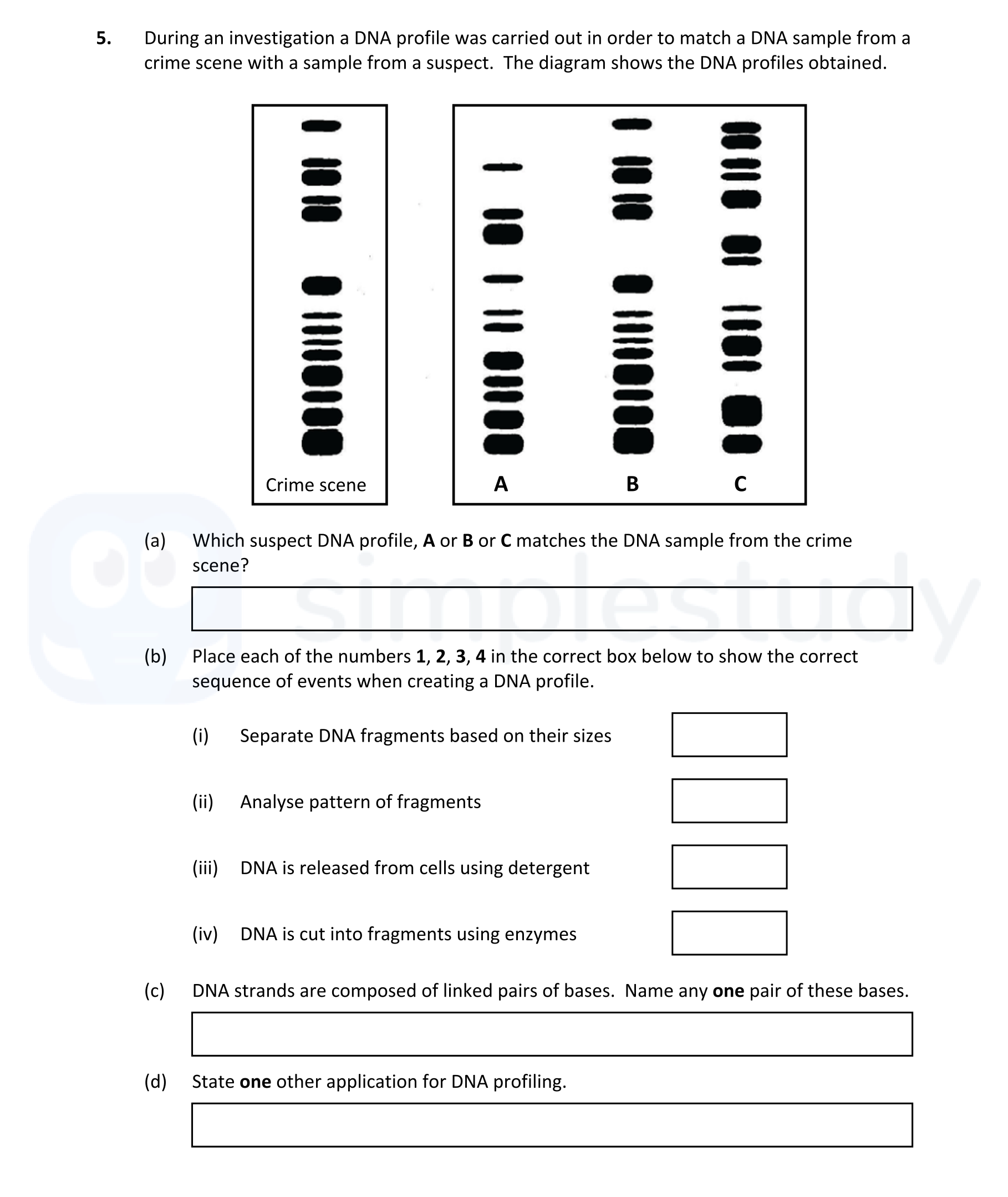 During-an-investigation-a-DNA-profile-was-carried-out-in-order-to-match-a-DNA-sample-from-a-crime-scene-with-a-sample-from-a-suspect-Leaving Cert Biology-Question 5-2022.png