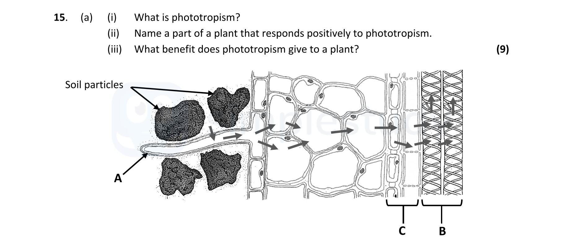(i)-What-is-phototropism?--(ii)-Name-a-part-of-a-plant-that-responds-positively-to-phototropism-Leaving Cert Biology-Question 15-2021.png
