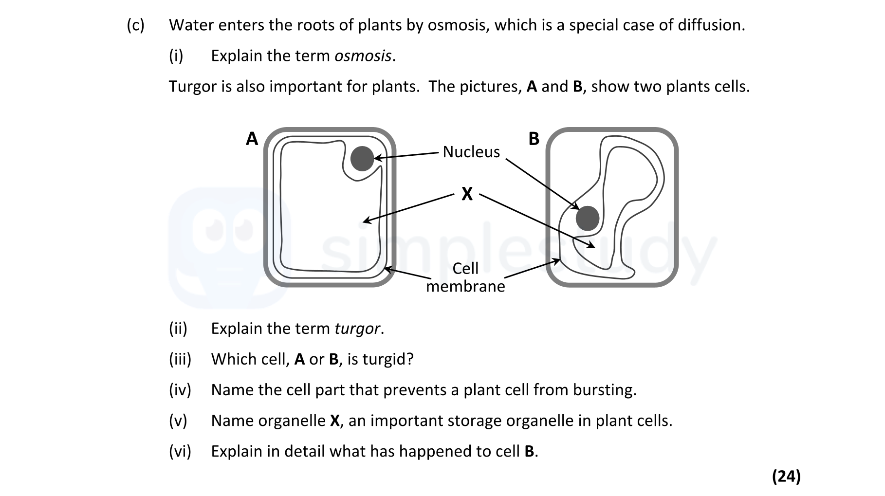 Water-enters-the-roots-of-plants-by-osmosis,-which-is-a-special-case-of-diffusion-Leaving Cert Biology-Question c-2022.png