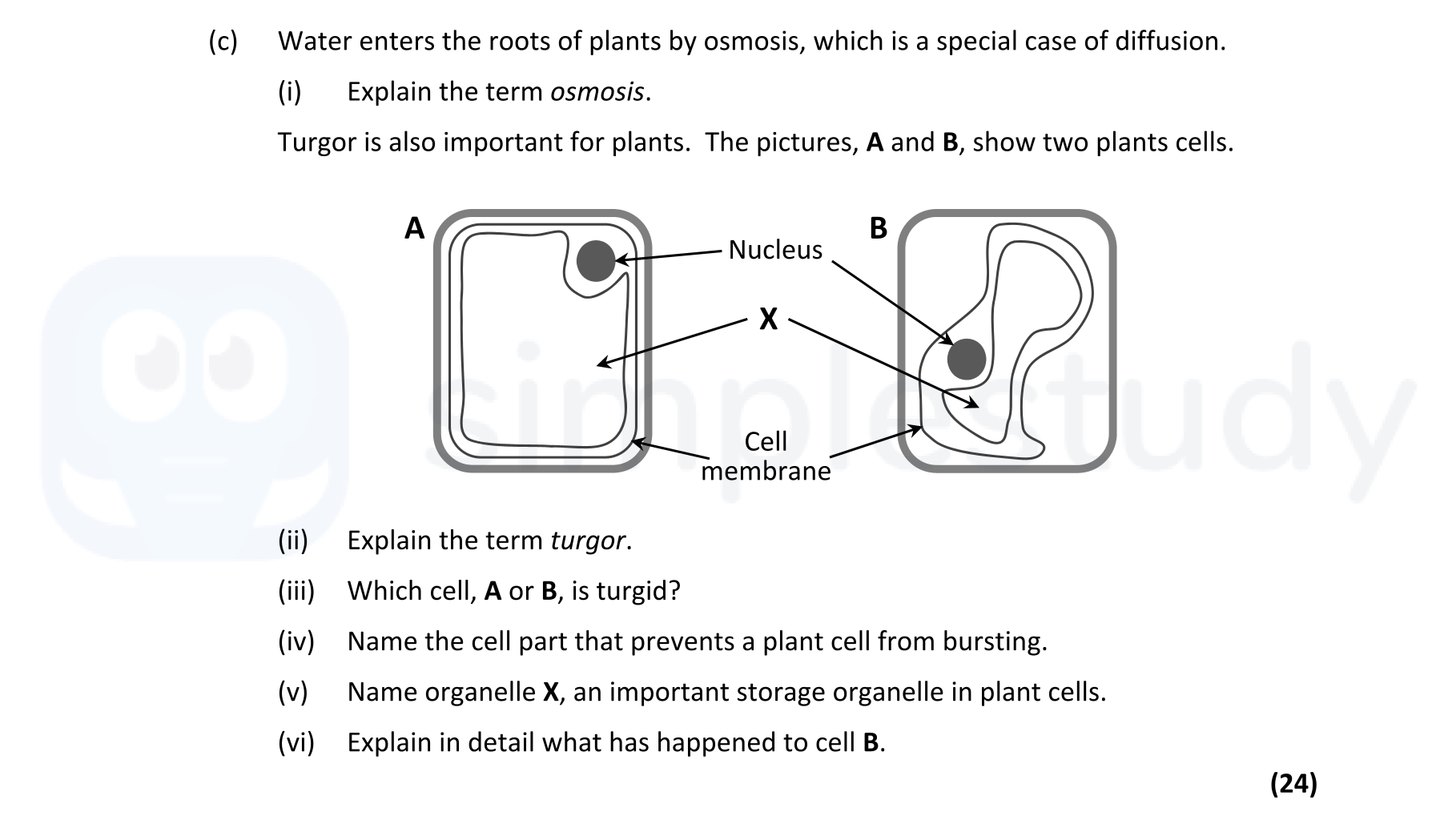 Water-enters-the-roots-of-plants-by-osmosis,-which-is-a-special-case-of-diffusion-Leaving Cert Biology-Question 24-2022.png