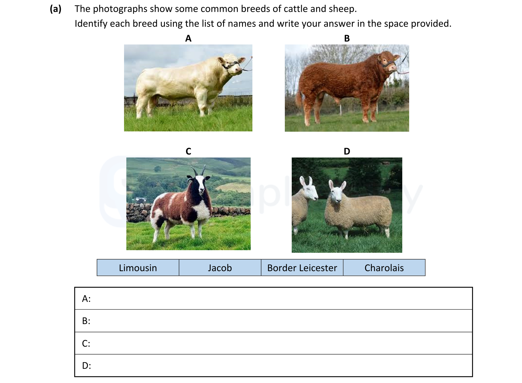 The-photographs-show-some-common-breeds-of-cattle-and-sheep-Leaving Cert Agricultural Science-Question 12-2023.png