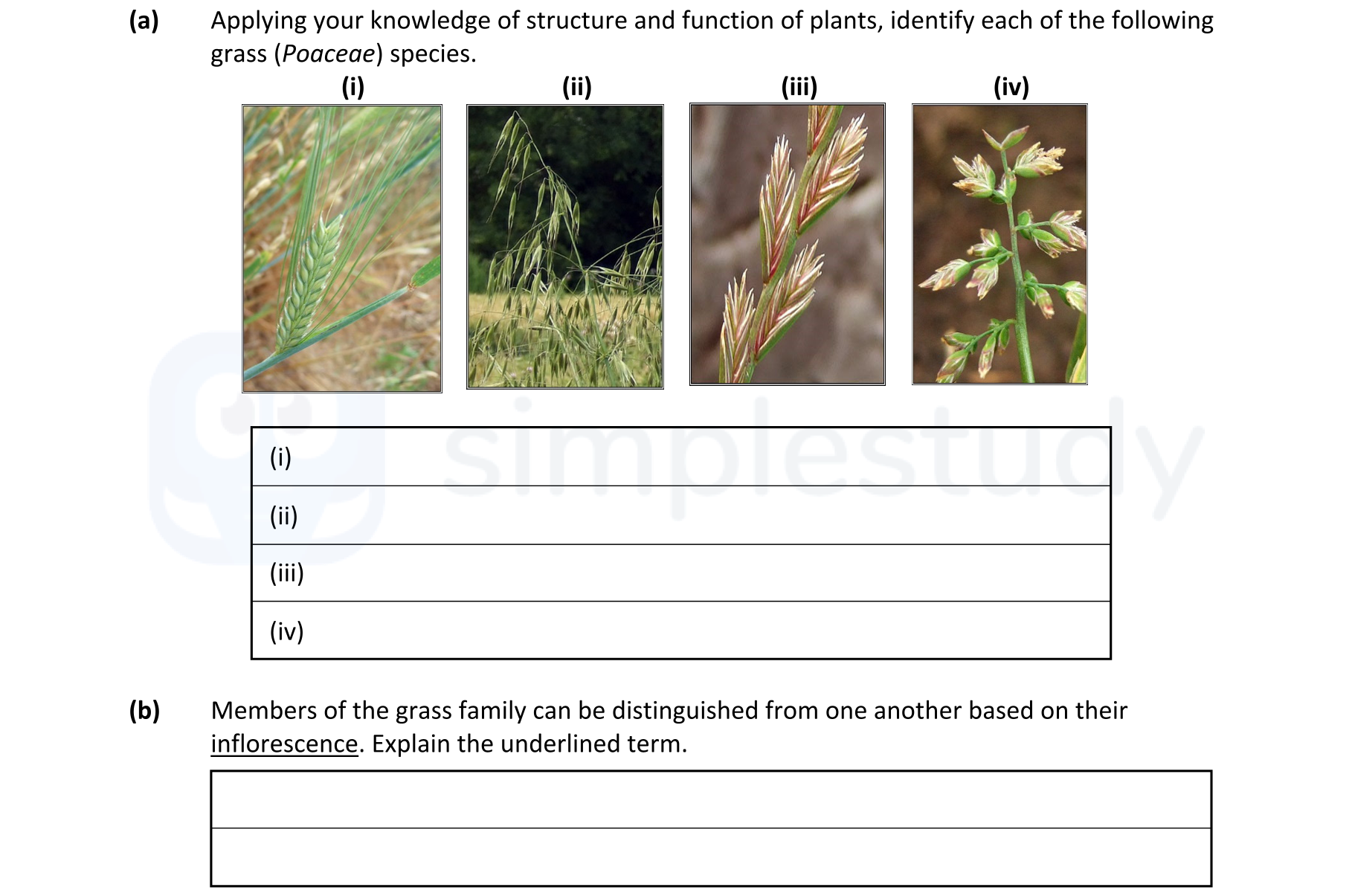 Applying-your-knowledge-of-structure-and-function-of-plants,-identify-each-of-the-following-grass-(Poaceae)-species-Leaving Cert Agricultural Science-Question a)-2023.png