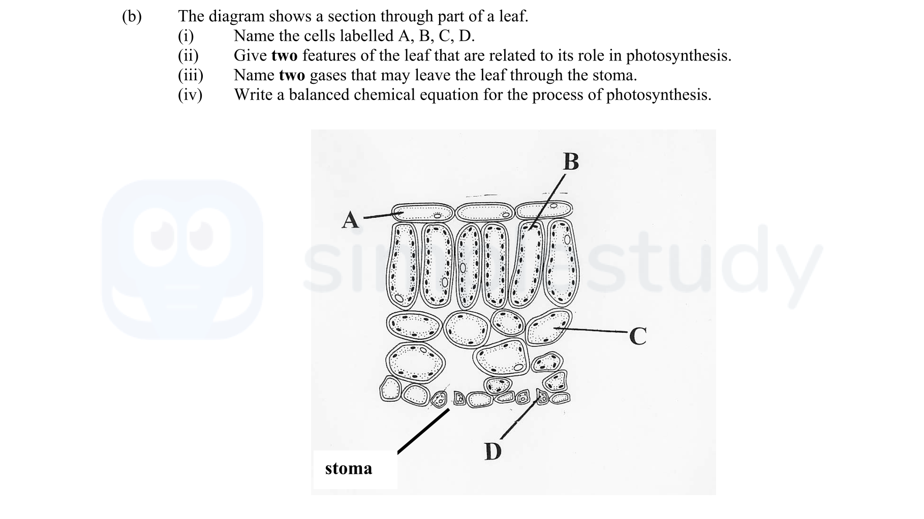 The-diagram-shows-a-section-through-part-of-a-leaf-Leaving Cert Agricultural Science-Question b-2008.png