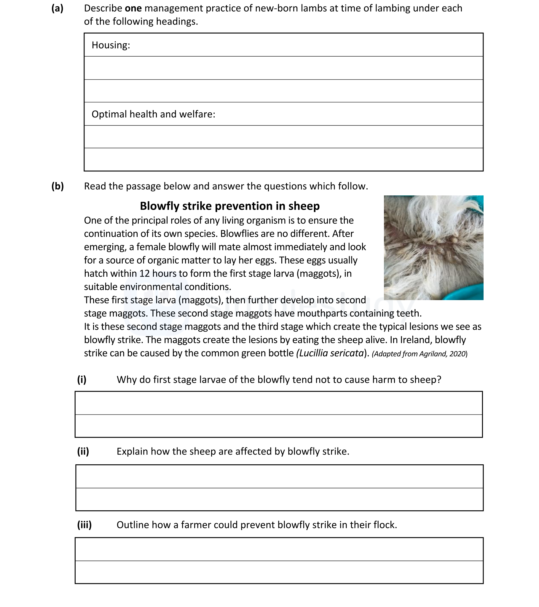 Describe-one-management-practice-of-new-born-lambs-at-time-of-lambing-under-each-of-the-following-headings-Leaving Cert Agricultural Science-Question 1-2023.png