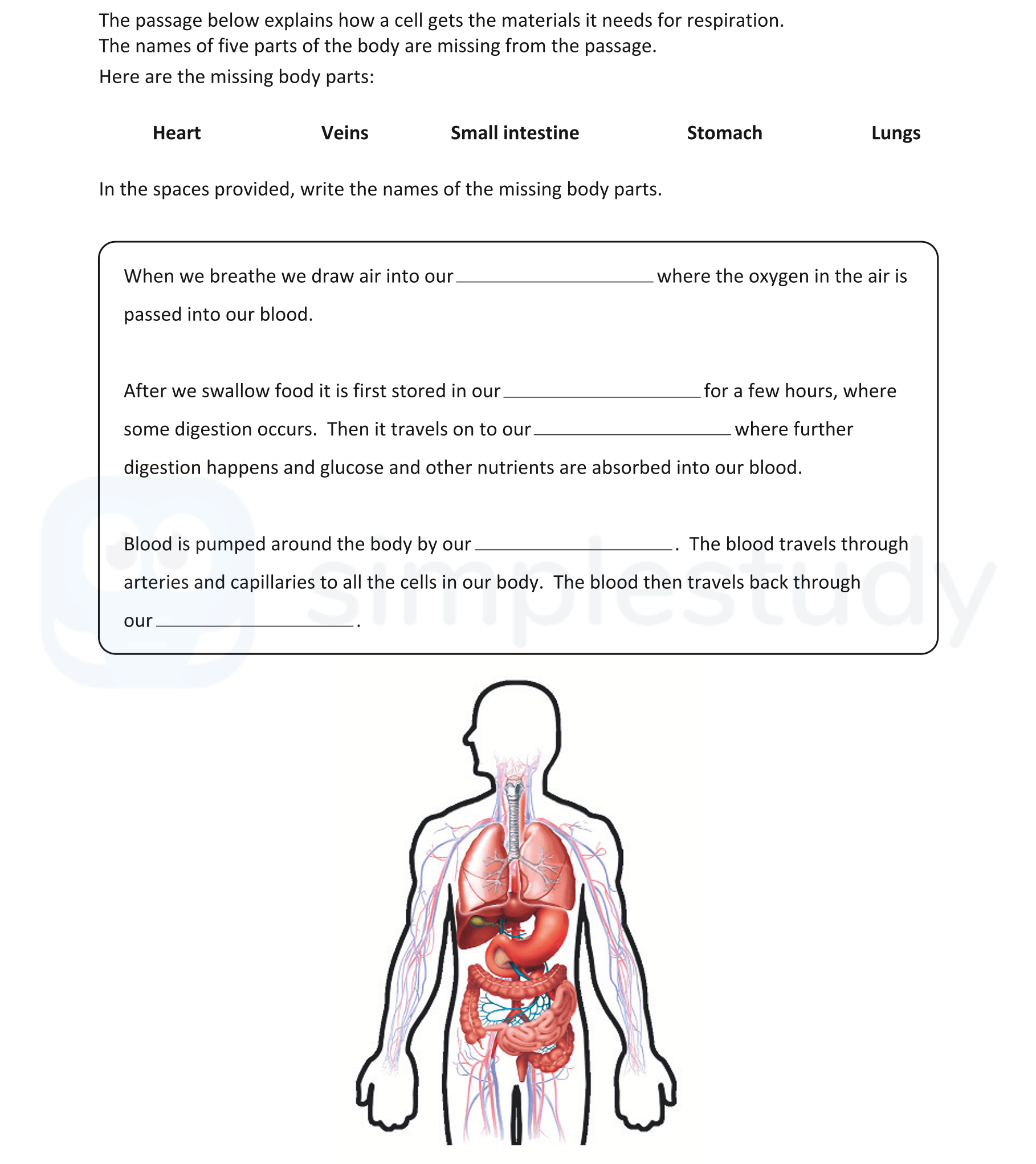 When-we-breathe-we-draw-air-into-our-**lungs**-where-the-oxygen-in-the-air-is-passed-into-our-blood-Junior Cycle Science-Question 4-2019.png