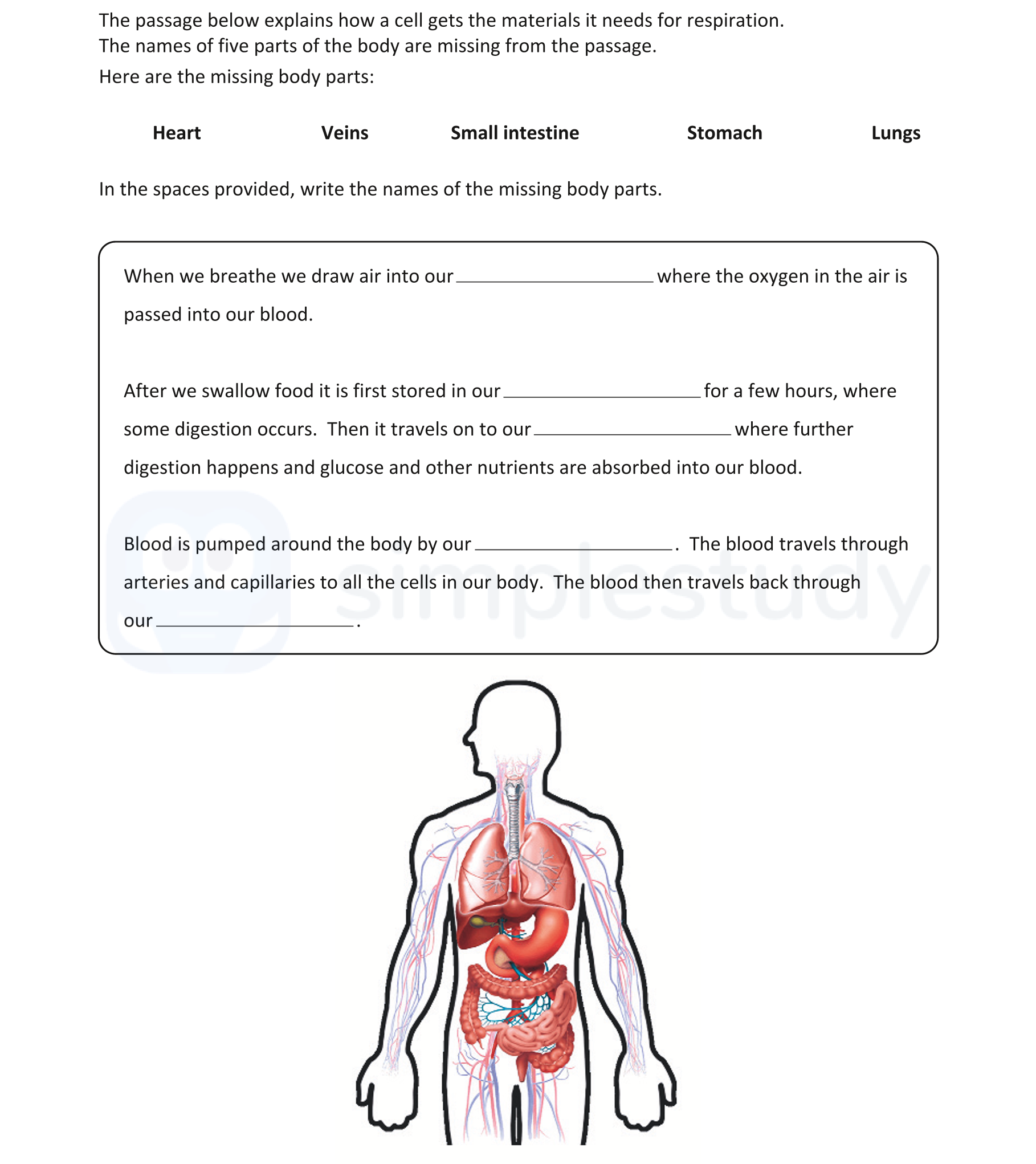 When-we-breathe-we-draw-air-into-our-____________-where-the-oxygen-in-the-air-is-passed-into-our-blood-Junior Cycle Science-Question 4-2019.png